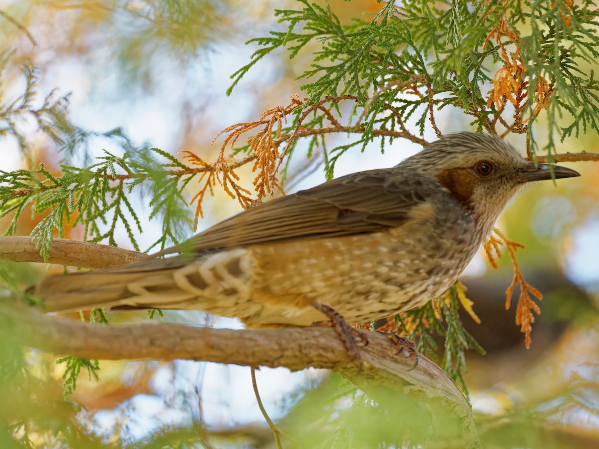 Brown-eared Bulbul - ML610855582