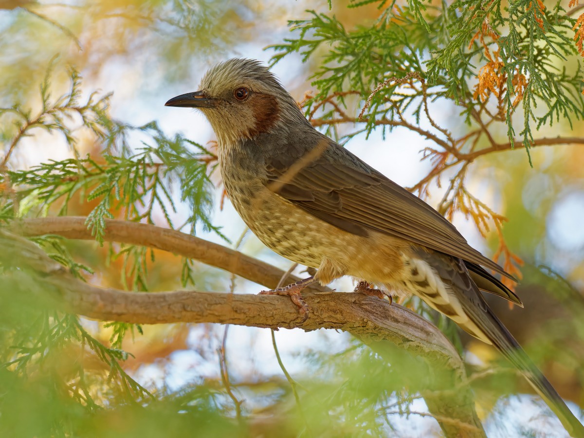 Brown-eared Bulbul - ML610855583