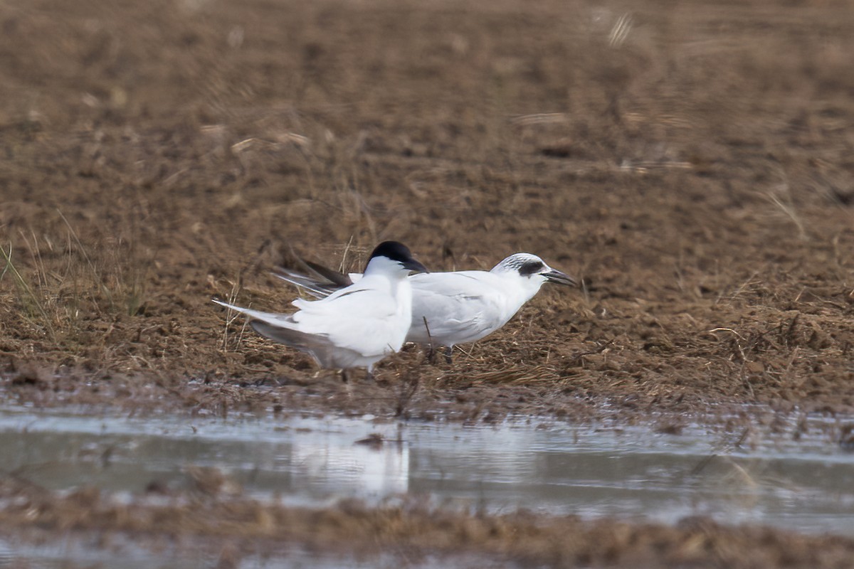 Australian Tern - ML610855638