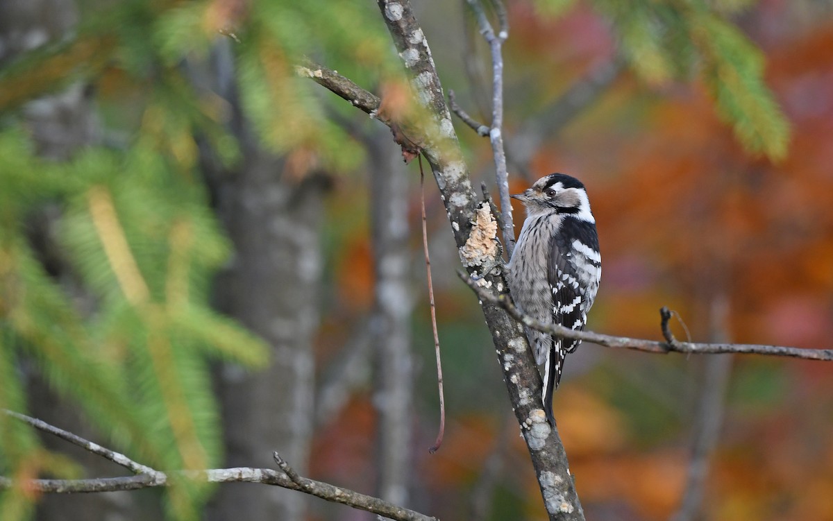 Lesser Spotted Woodpecker - Christoph Moning