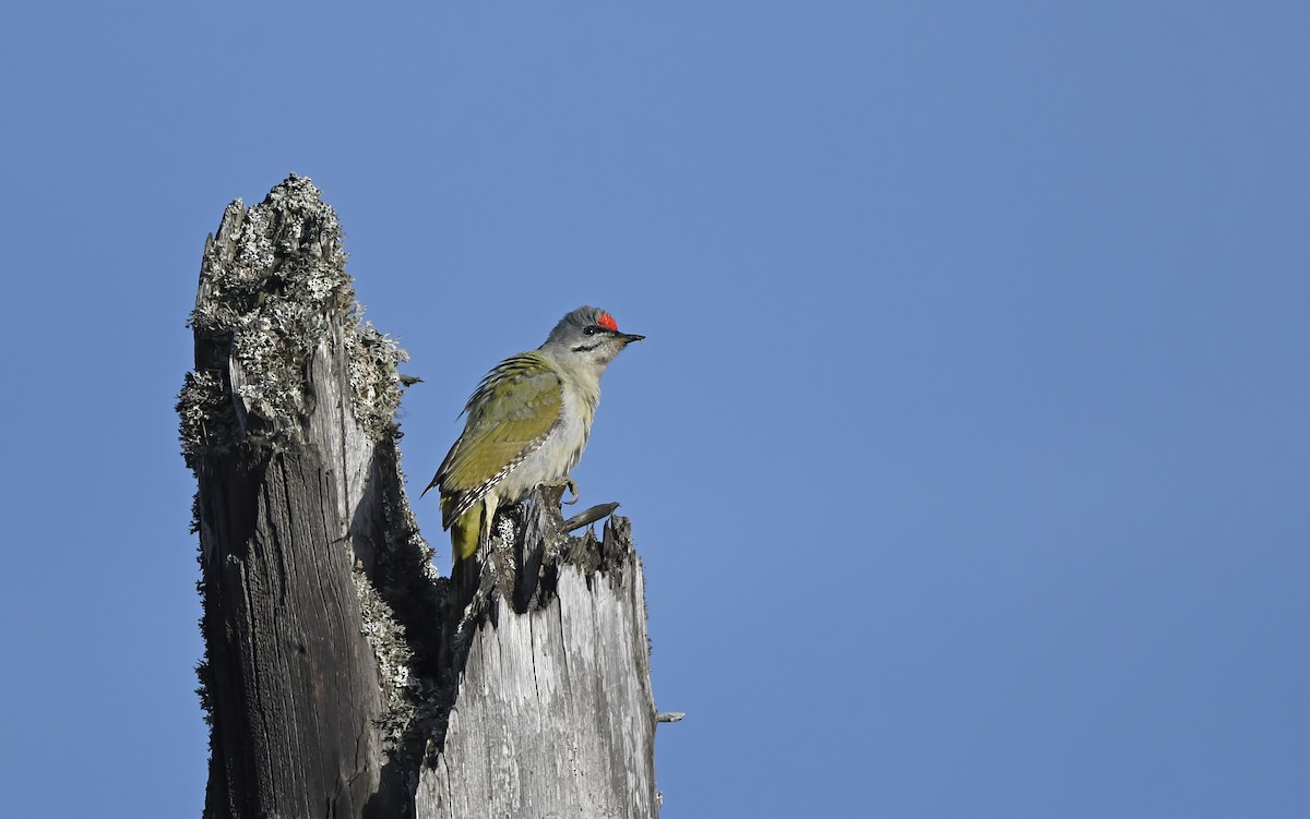 Gray-headed Woodpecker - Christoph Moning