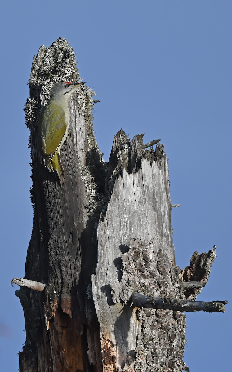 Gray-headed Woodpecker - Christoph Moning
