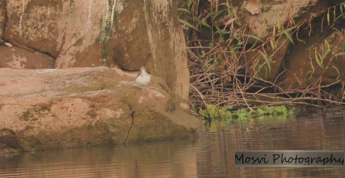 Common Sandpiper - ML610855838