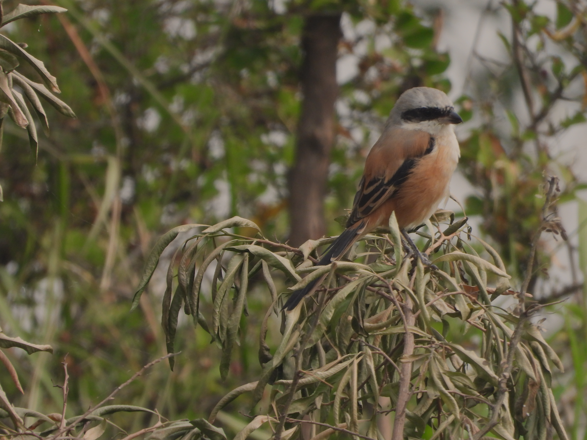 Long-tailed Shrike - ML610855845