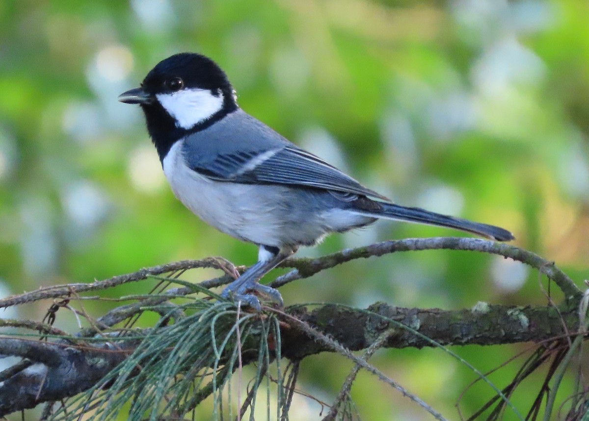 Japanese Tit - Paul Aston