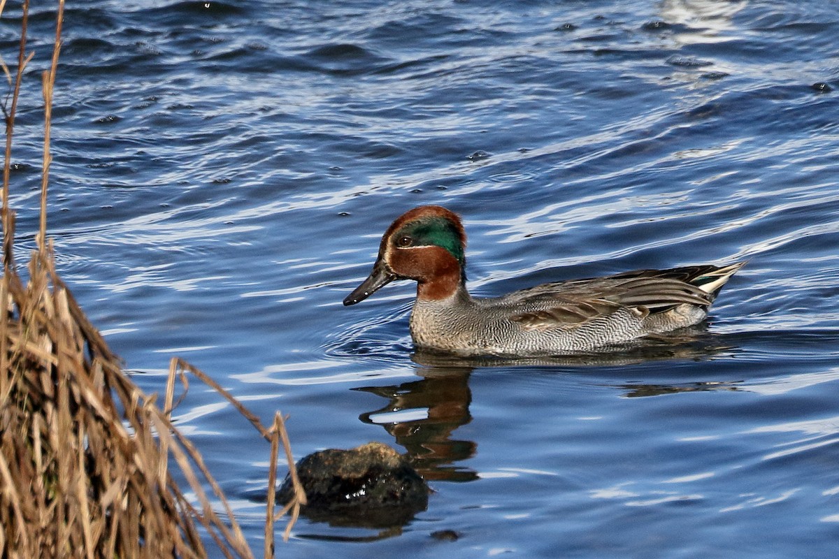 Green-winged Teal - ML610855914