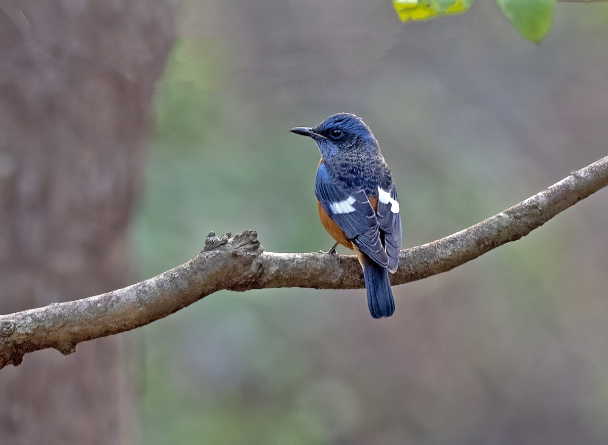 Blue-capped Rock-Thrush - ML610855925