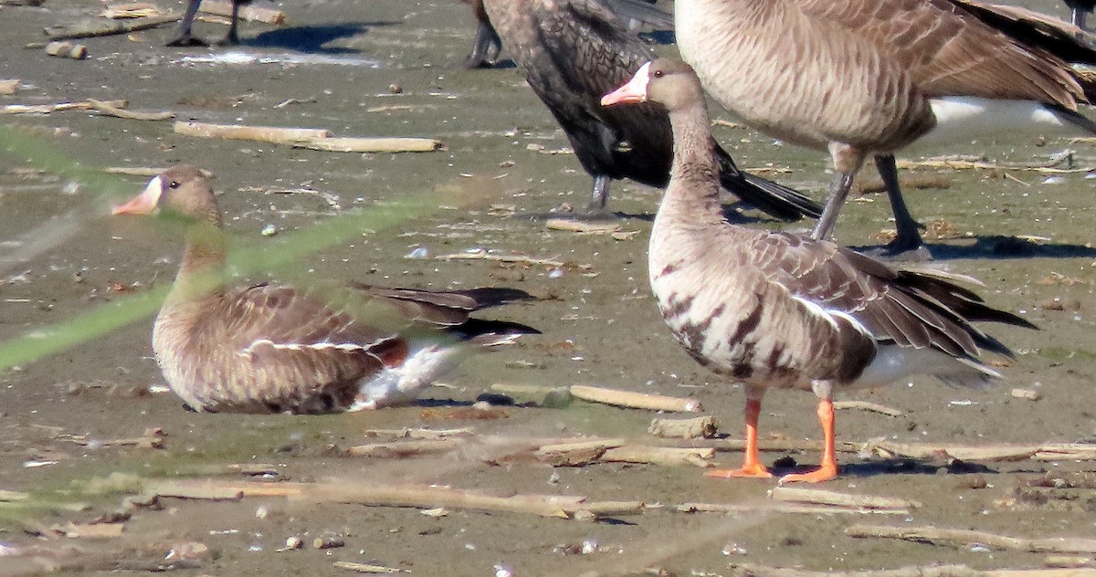 Greater White-fronted Goose - ML610855948