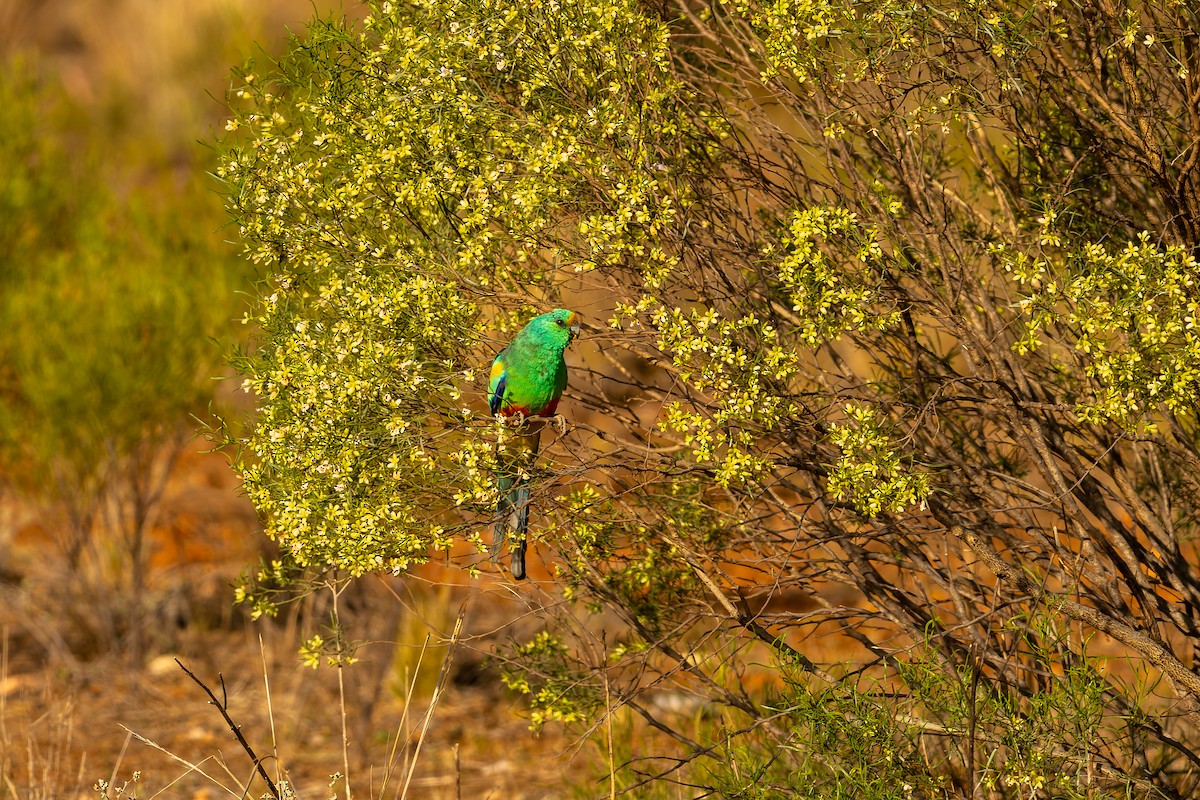 Mulga Parrot - James Churches