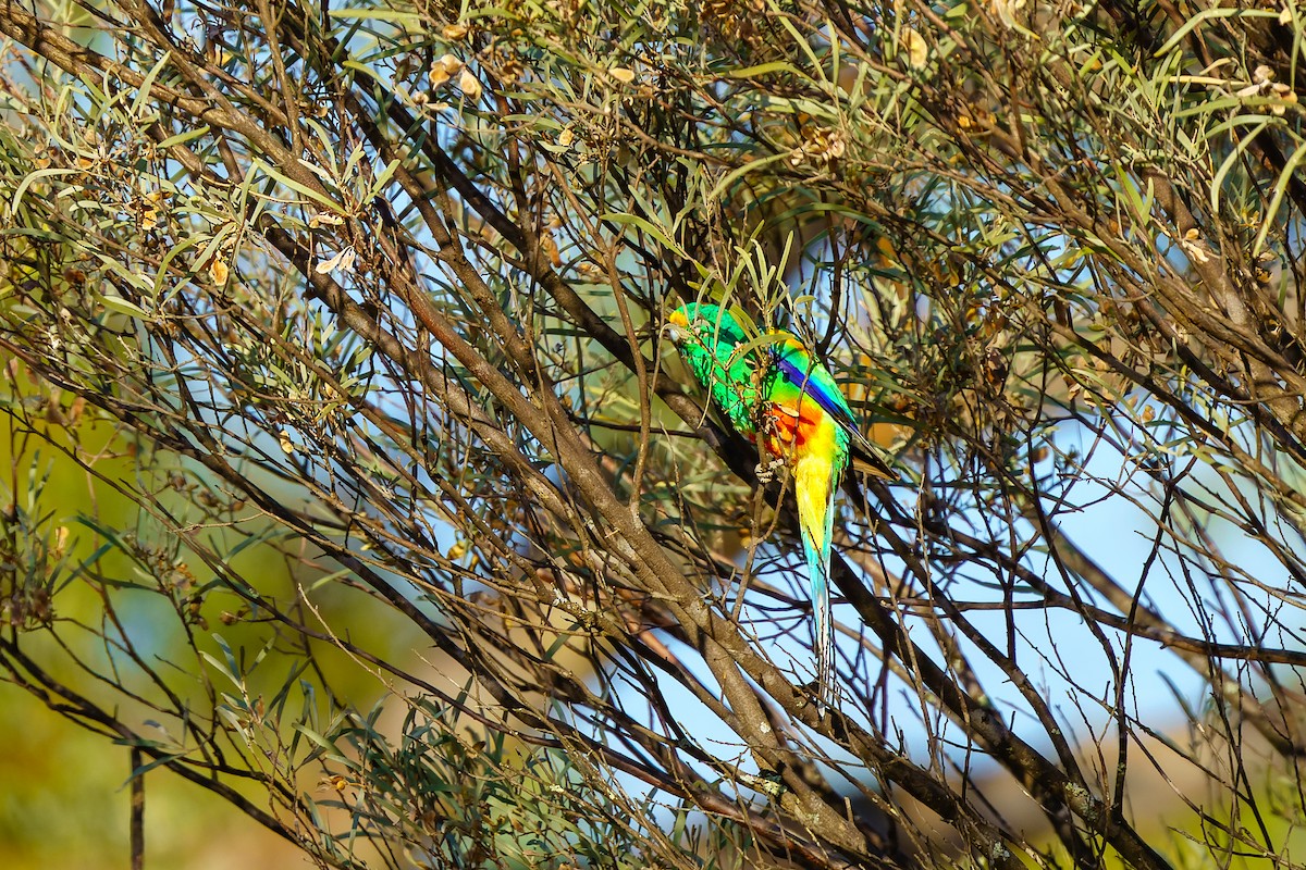 Mulga Parrot - ML610856057