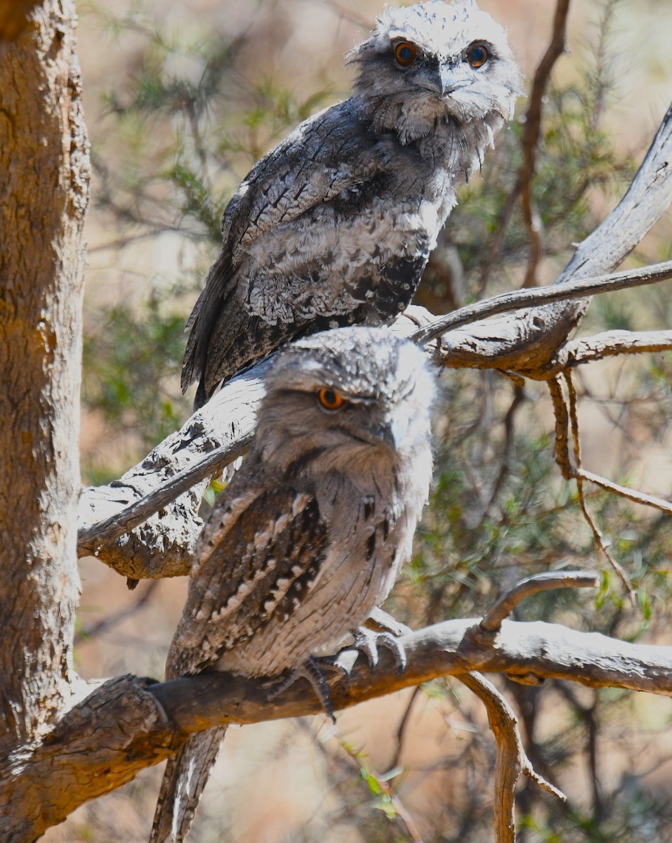 Tawny Frogmouth - ML610856112