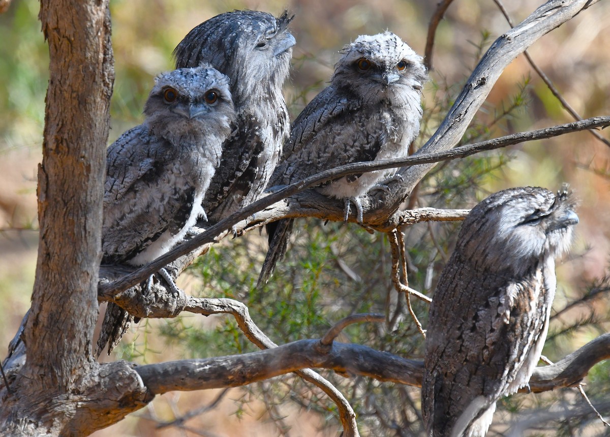 Tawny Frogmouth - ML610856113