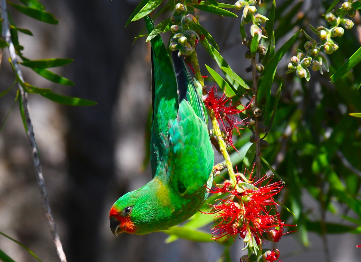 Little Lorikeet - ML610856116