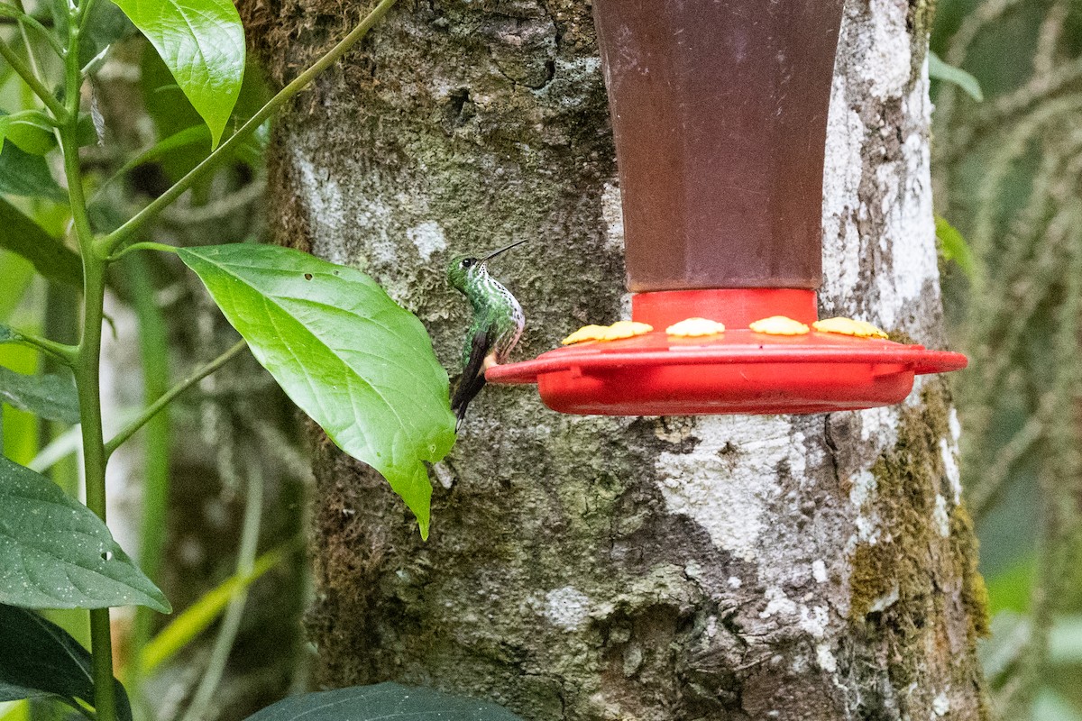 Rufous-booted Racket-tail (Anna's) - ML610856188