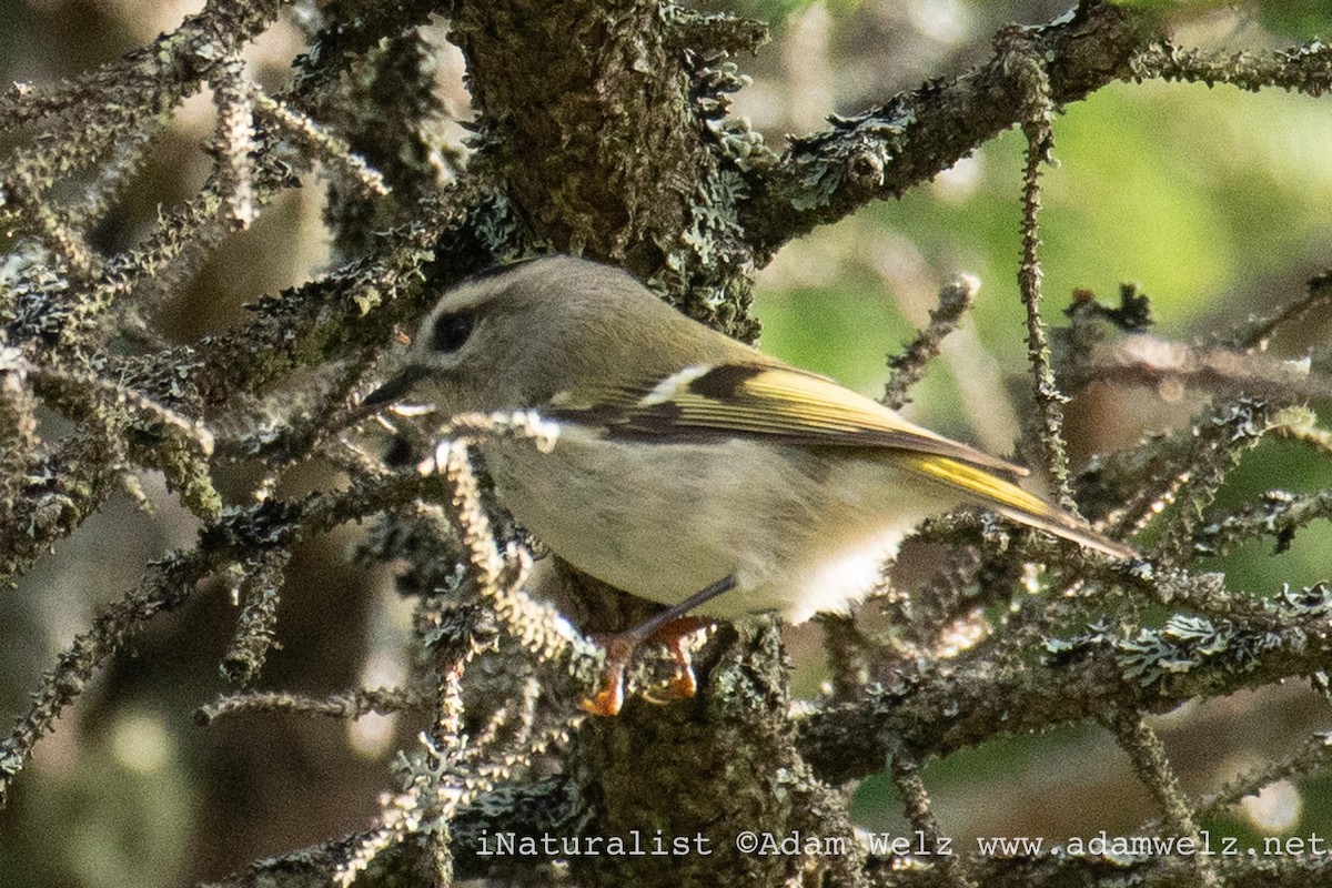 Golden-crowned Kinglet - Adam Welz