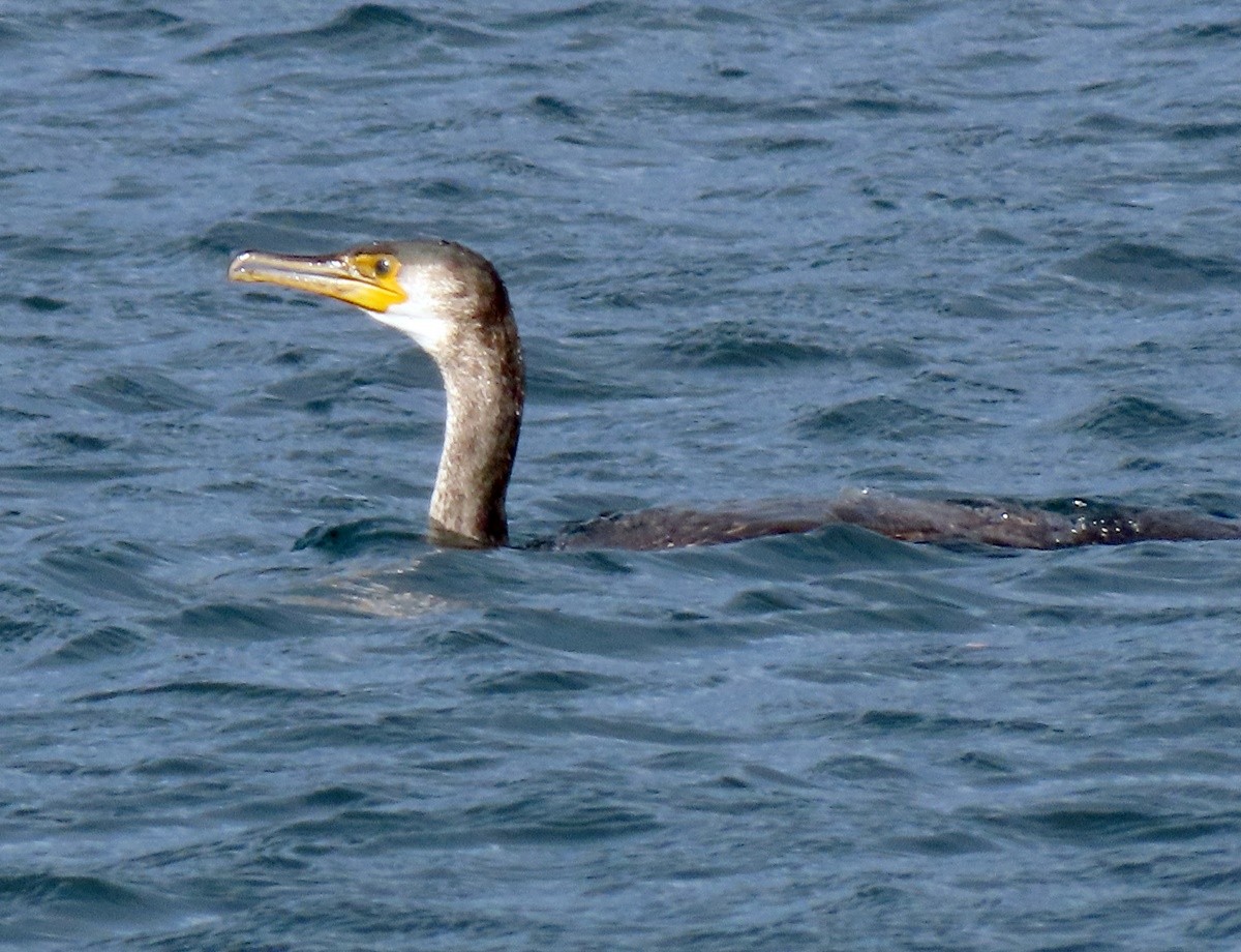 Japanese Cormorant - ML610856235