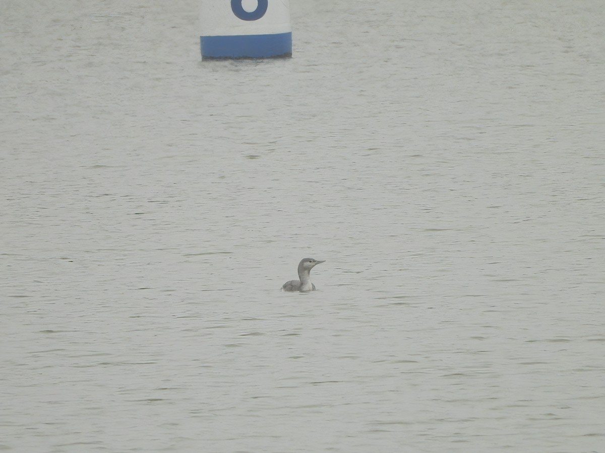 Red-throated Loon - ML610856257