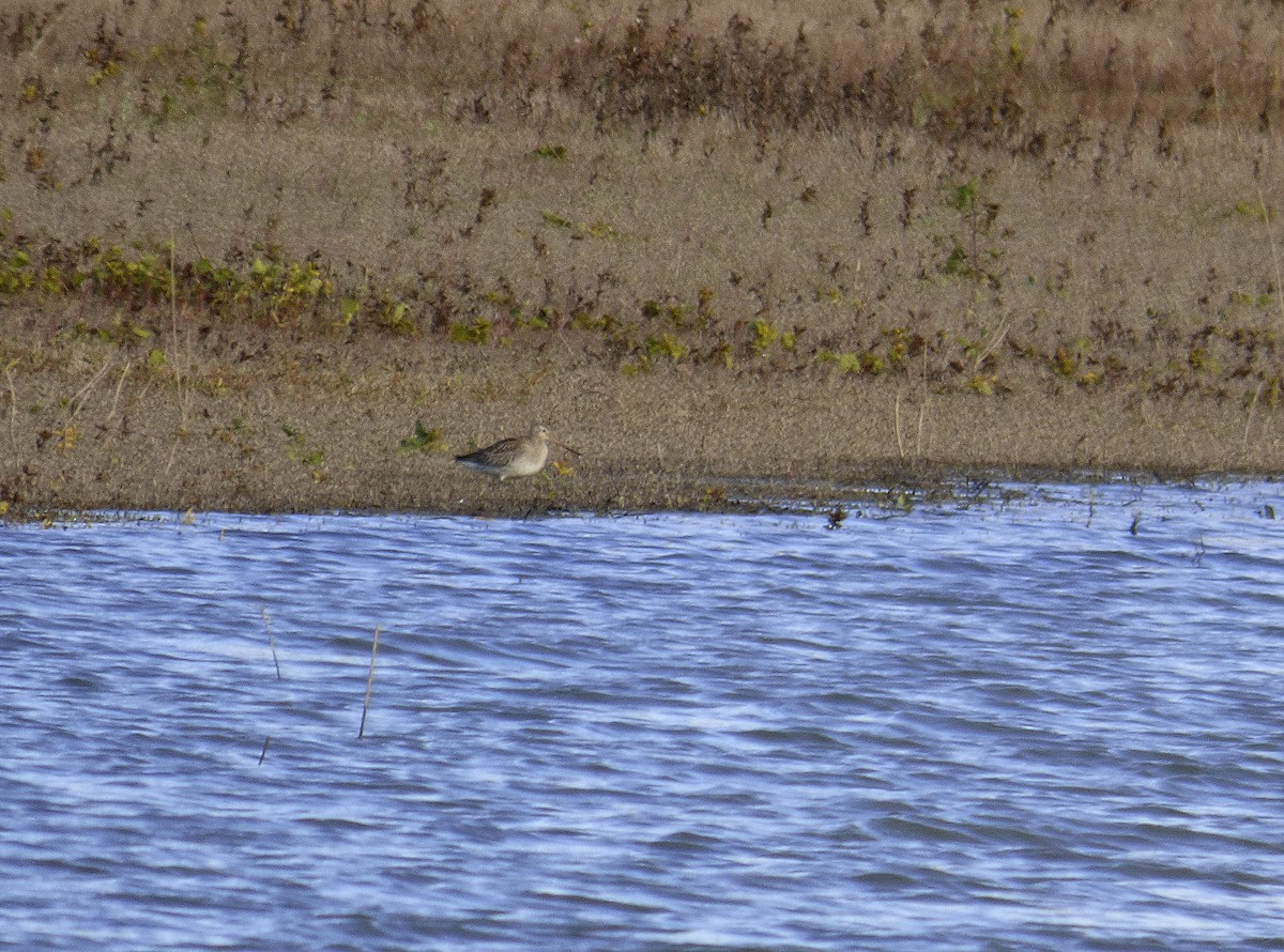 Bar-tailed Godwit - ML610856261