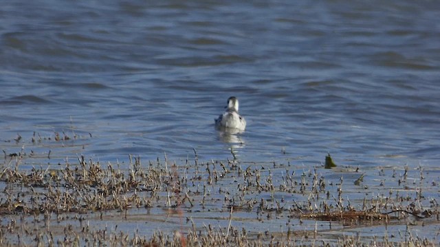 Red Phalarope - ML610856273