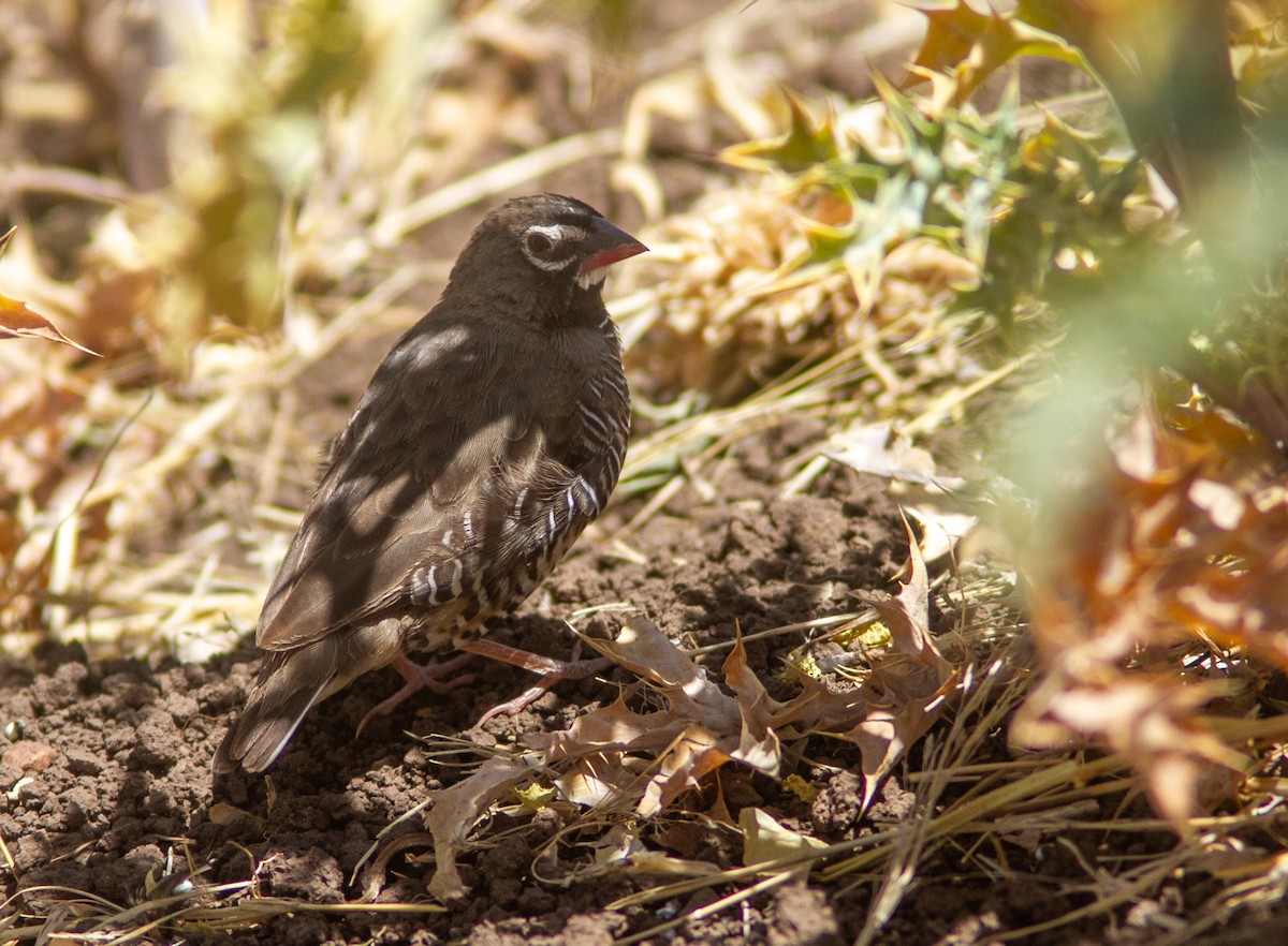 Quailfinch (Spectacled) - ML610856274