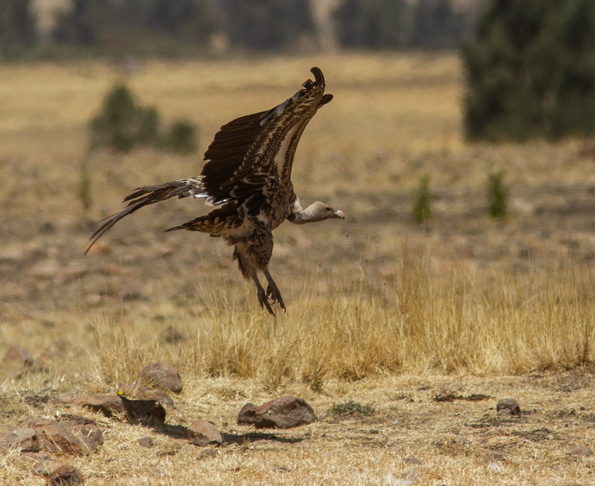 Rüppell's Griffon - ML610856308