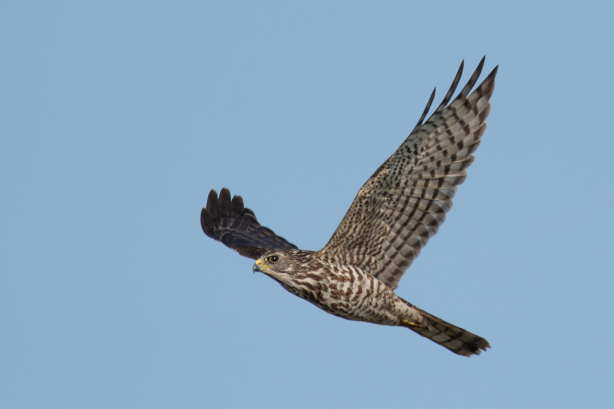 Levant Sparrowhawk - Salma Al Suwaidi