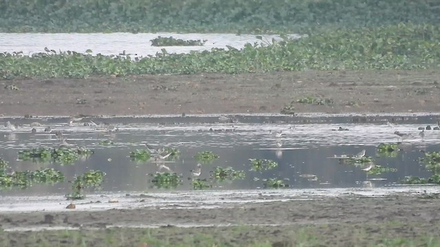 tanımsız Charadriiformes sp. - ML610856454