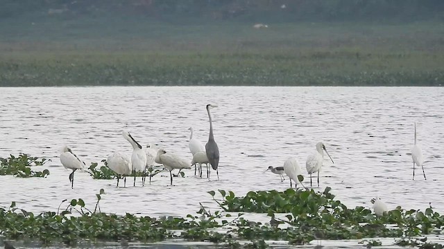 tanımsız Charadriiformes sp. - ML610856455