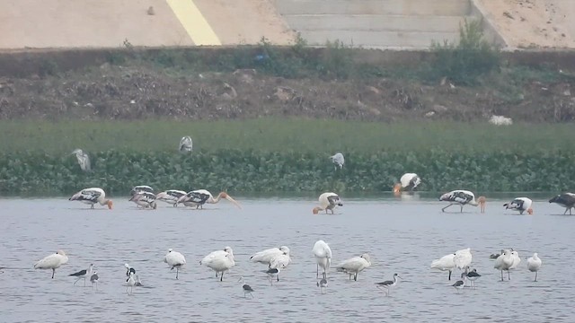 ub. vader (Charadriiformes sp.) - ML610856456