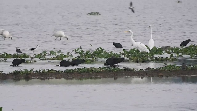 tanımsız Charadriiformes sp. - ML610856457