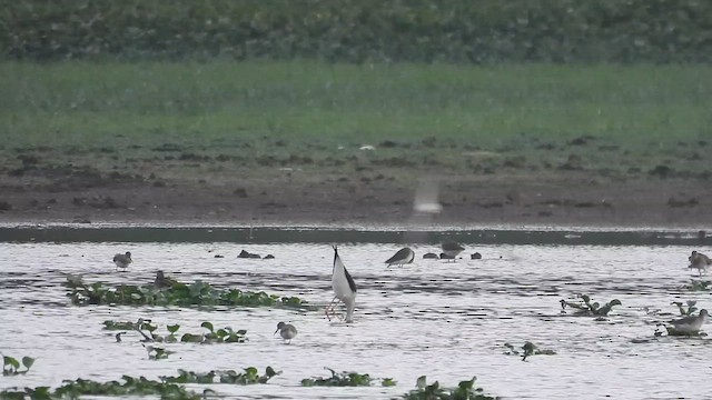 tanımsız Charadriiformes sp. - ML610856465