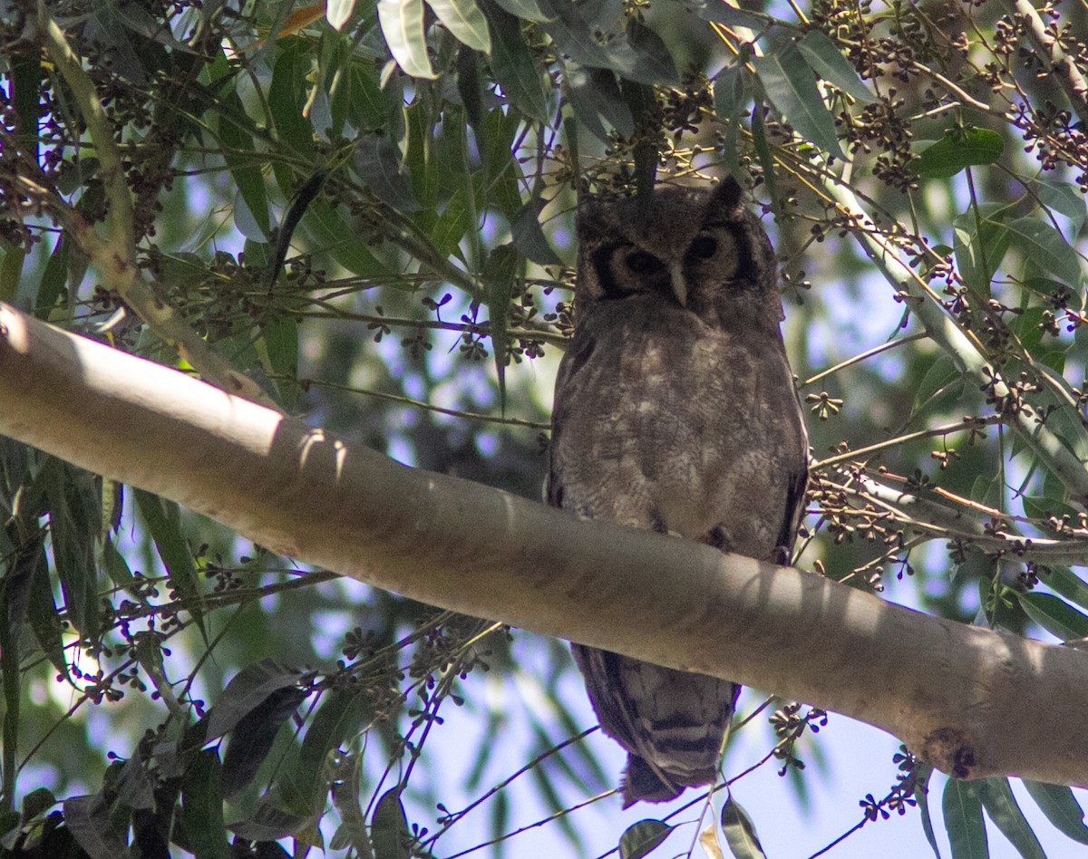 Verreaux's Eagle-Owl - ML610856472