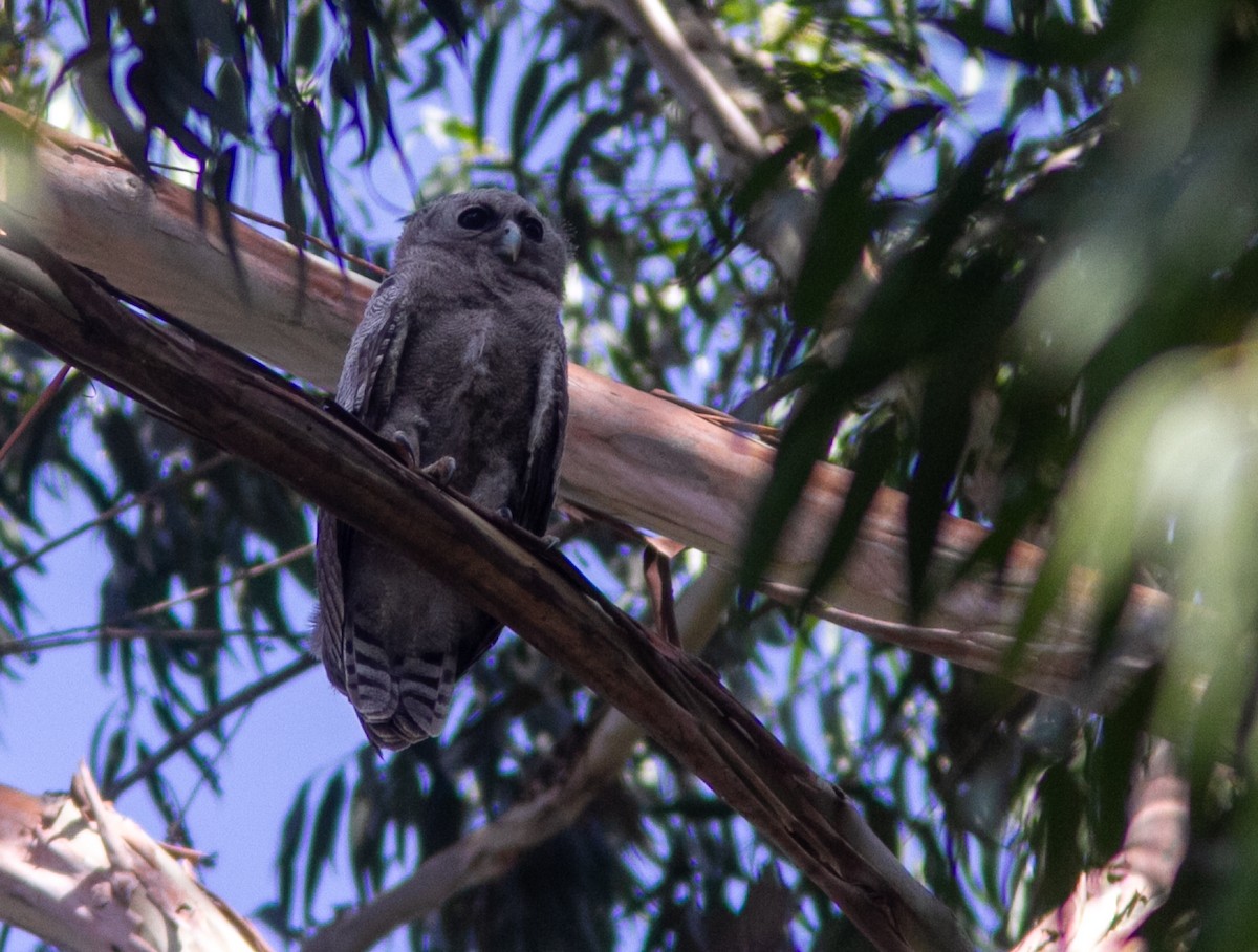 Verreaux's Eagle-Owl - ML610856475