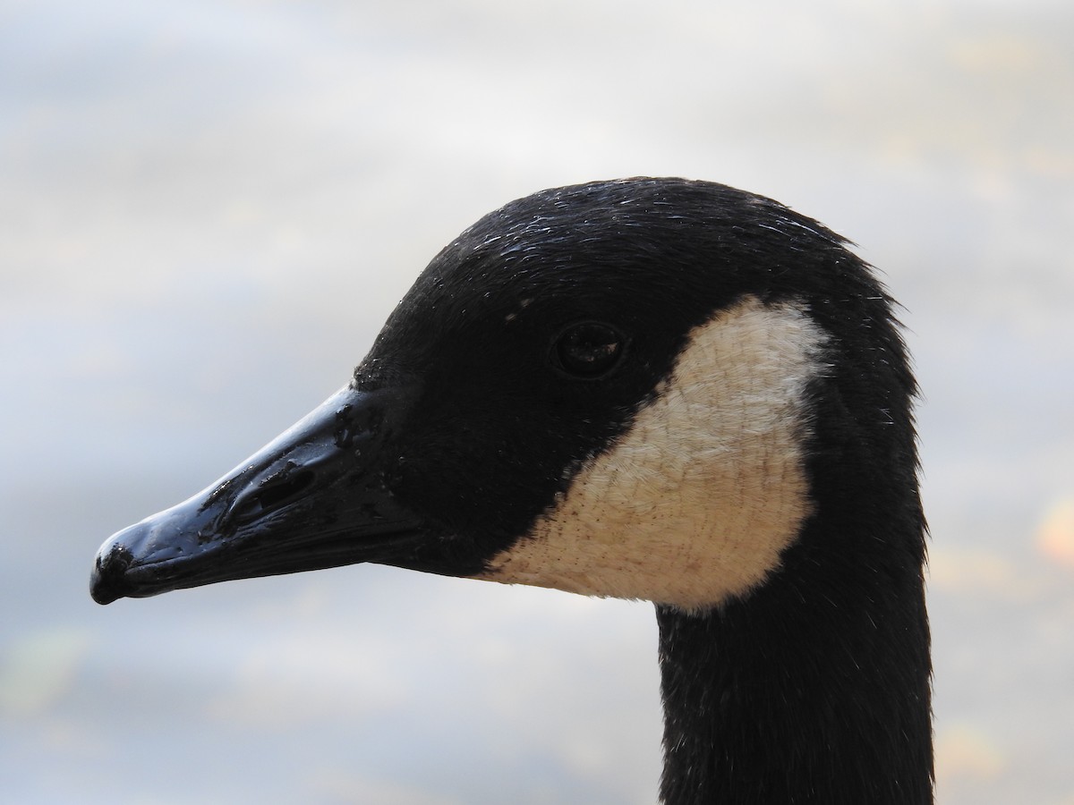 Canada Goose - Eneko Azkue