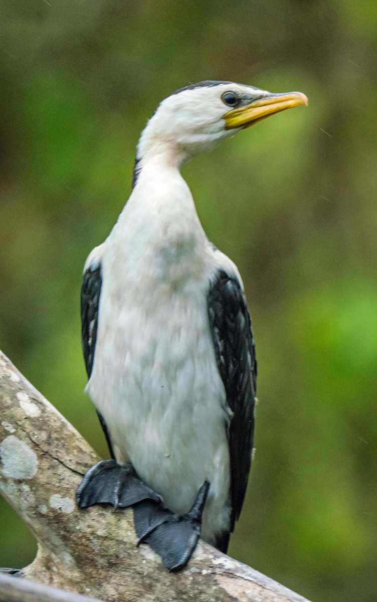 Little Pied Cormorant - Russell Scott