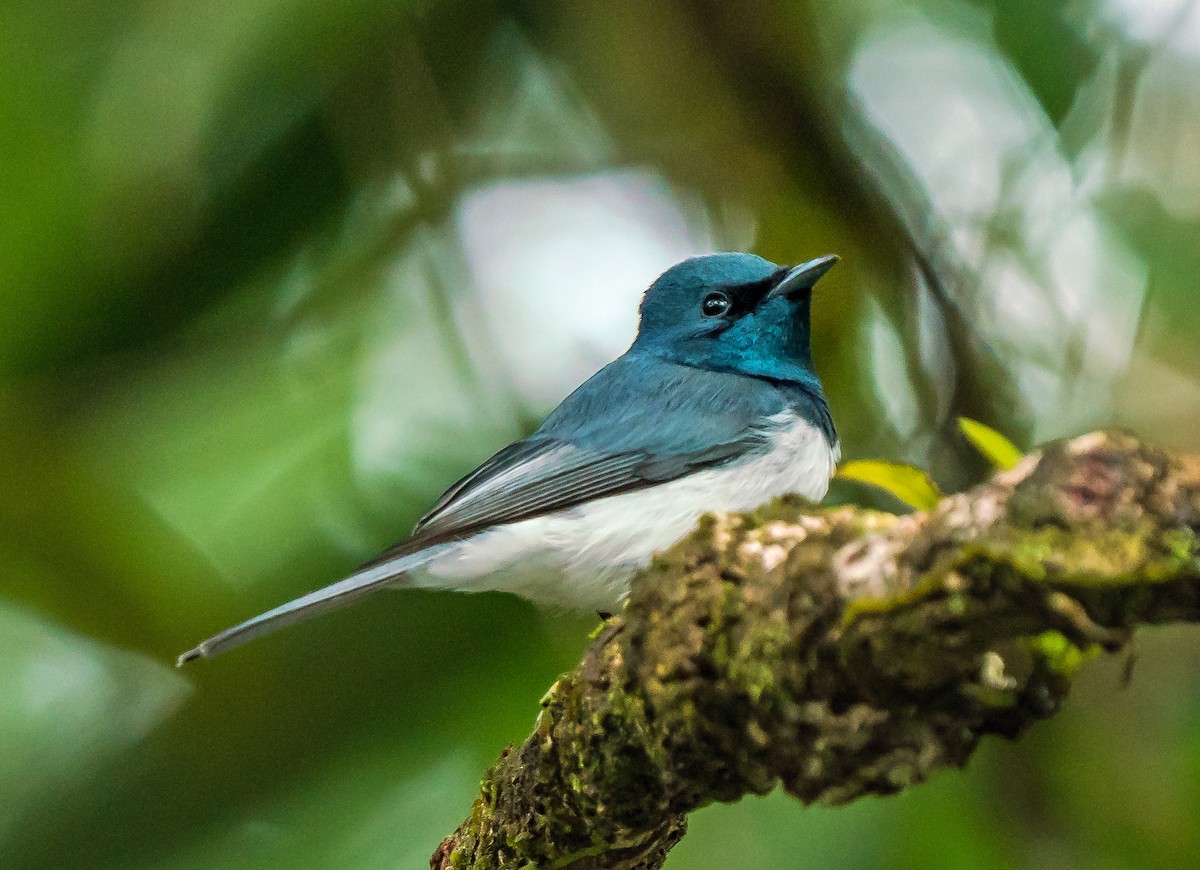 Leaden Flycatcher - ML610856640