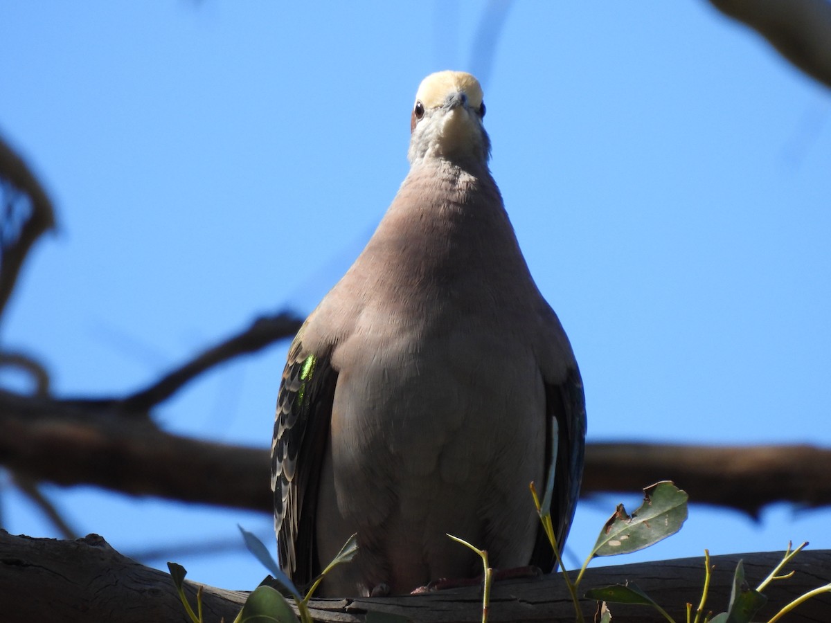 Common Bronzewing - ML610856663