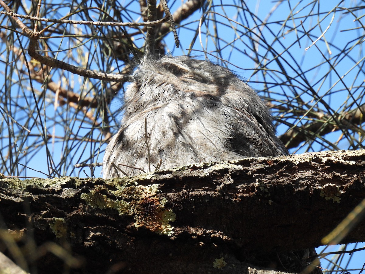 Tawny Frogmouth - Jeff Hambleton