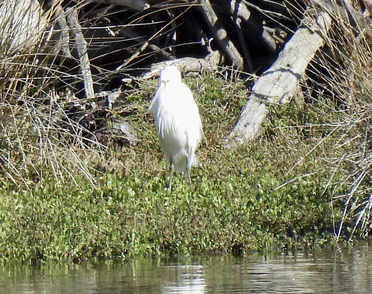 Little Egret - Jeff Hambleton