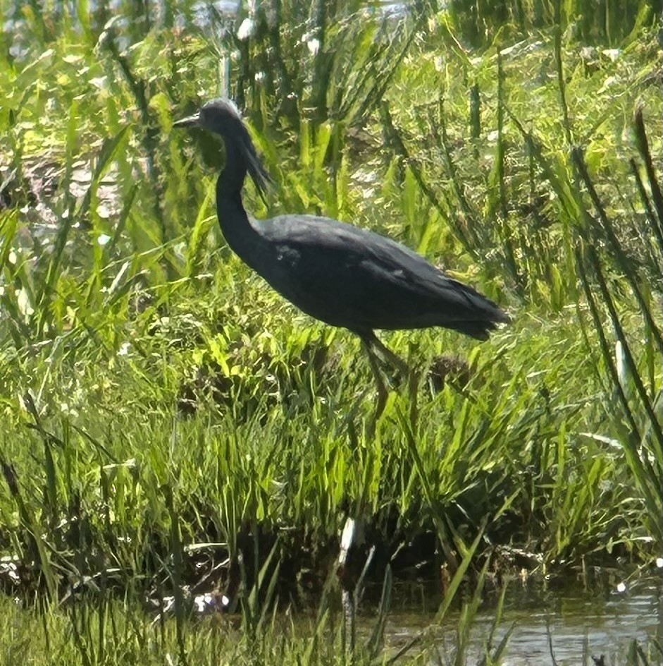 Slaty Egret - Marjorie Rapp