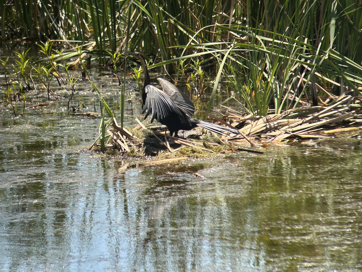 African Darter - Marjorie Rapp