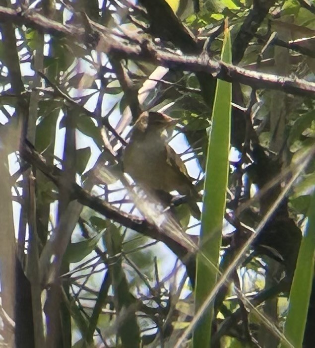 Common Reed Warbler (African) - ML610856876