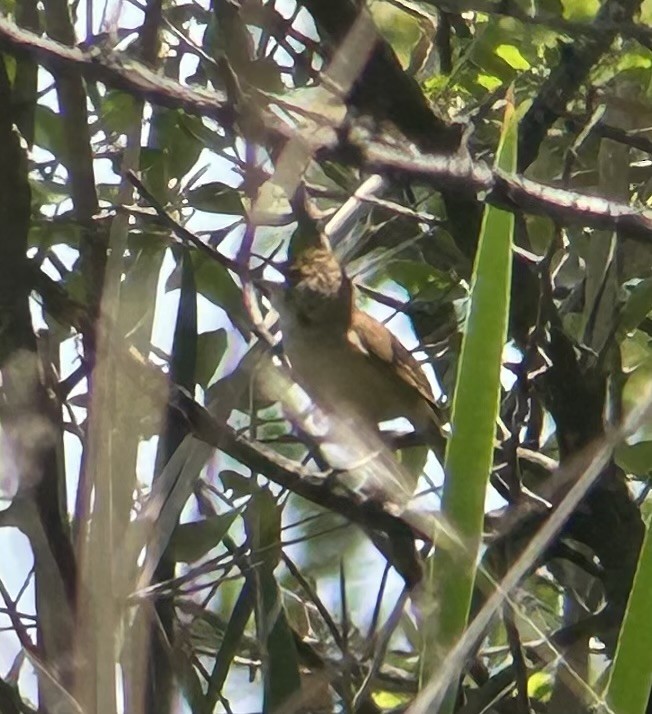 Common Reed Warbler (African) - Marjorie Rapp