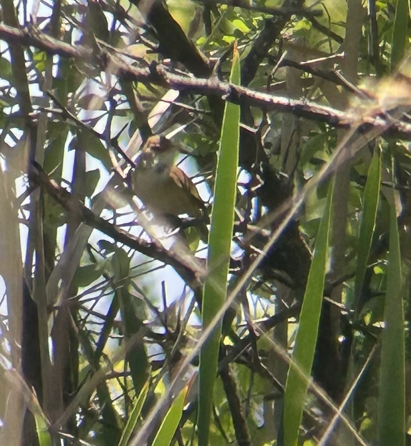 Common Reed Warbler (African) - ML610856878