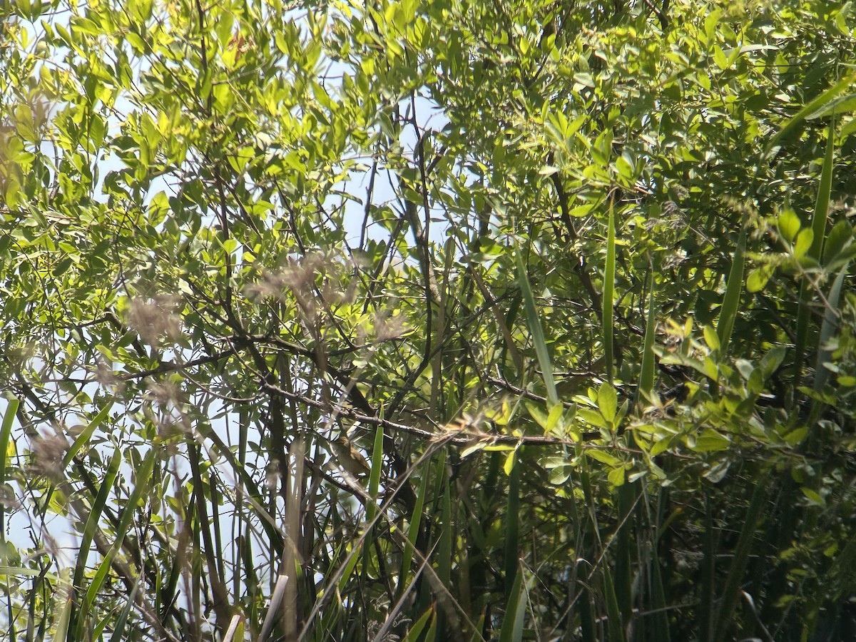 Common Reed Warbler (African) - Marjorie Rapp