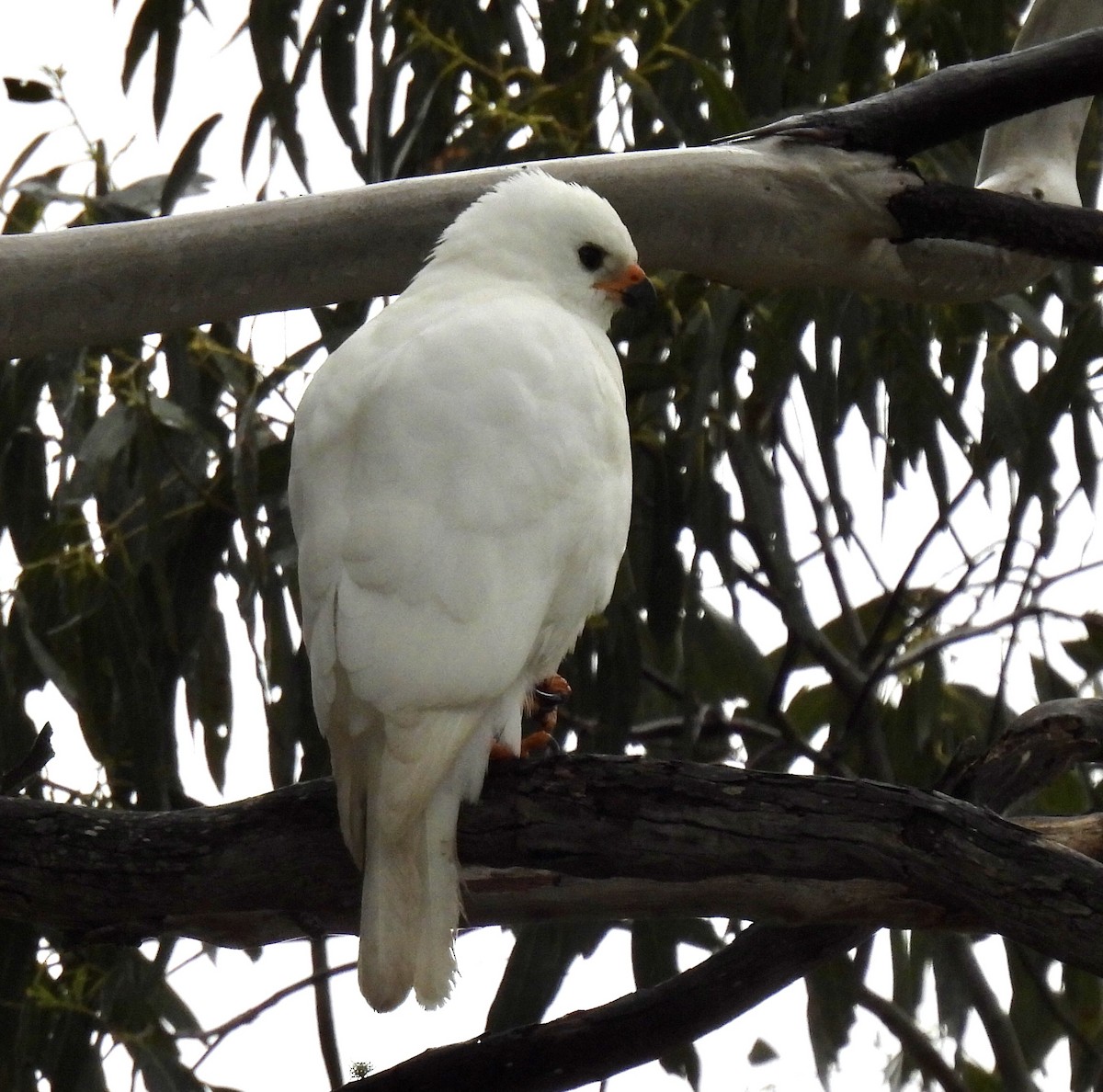 Gray Goshawk - ML610856883