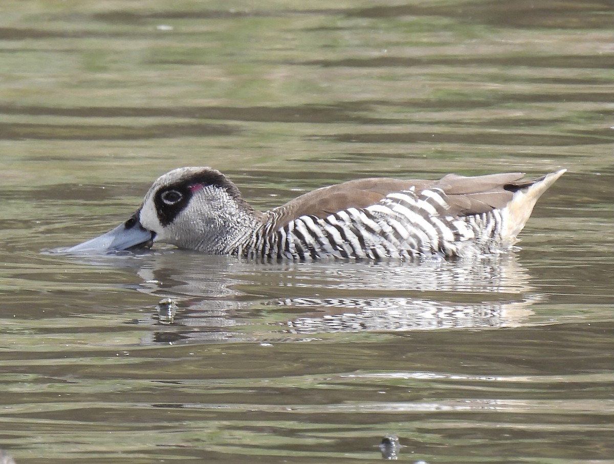 Pato Pachón - ML610856892