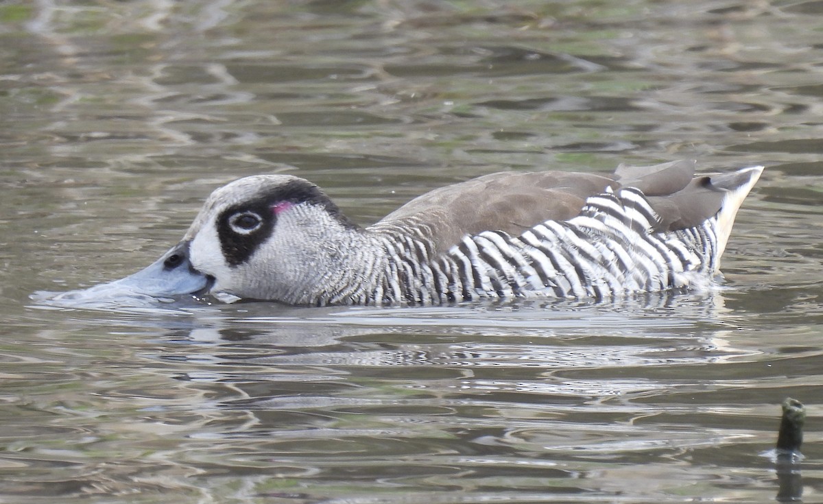 Pato Pachón - ML610856893