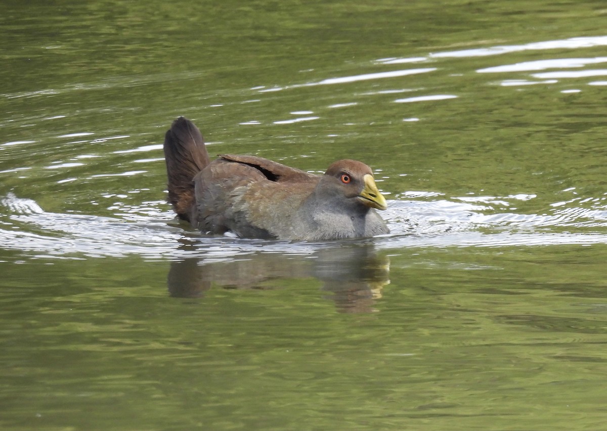 Gallinule de Tasmanie - ML610857013