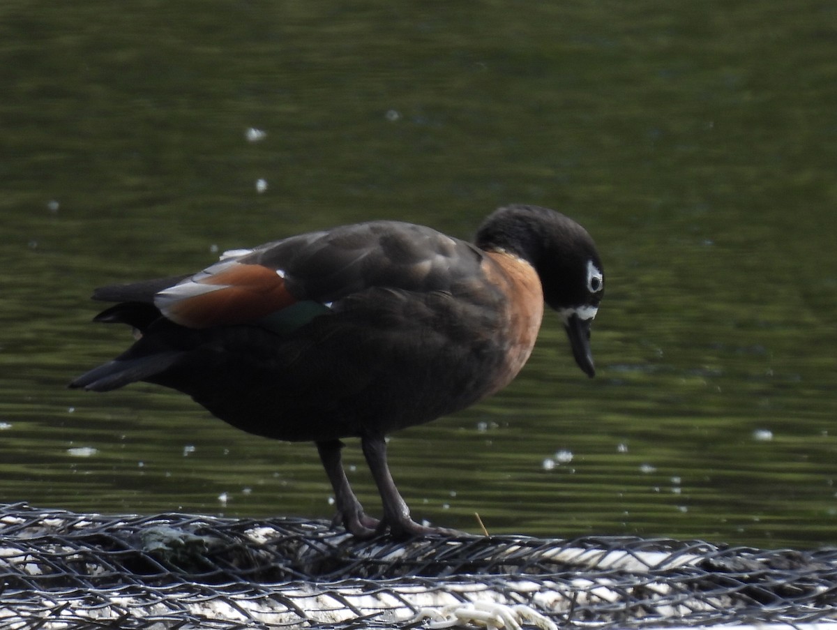 Australian Shelduck - ML610857038